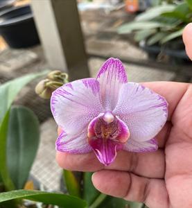 Phalaenopsis I-Hsin Charming Cherry