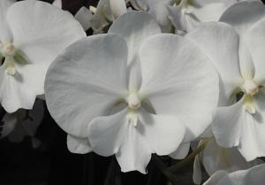 Phalaenopsis I-Hsin Snowwhite