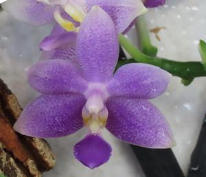 Phalaenopsis Lioulin Blue Star