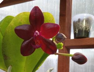 Phalaenopsis Miro C King