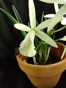 Brassocattleya Jairak Snow