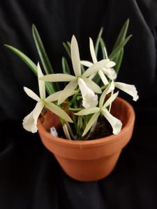 Brassocattleya Jairak Snow