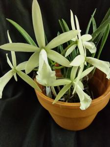 Brassocattleya Jairak Snow