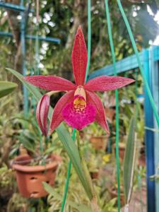 Brassocatanthe Jairak Red Star