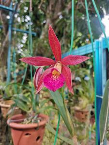 Brassocatanthe Jairak Red Star