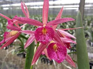 Brassocatanthe Jairak Red Star