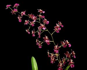 Oncidium Jairak Fragrance