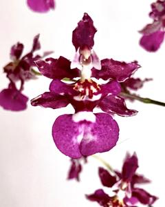 Oncidium Jairak Fragrance