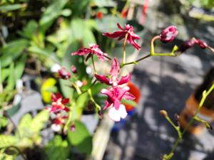 Oncidium Jairak Fragrance