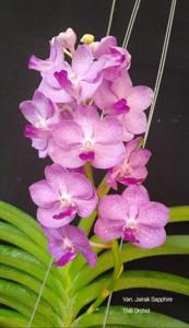 Vandachostylis Jairak Sapphire