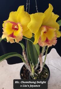 Rhyncholaeliocattleya YU-Toung Moon