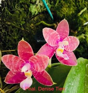 Phalaenopsis Denise Tien