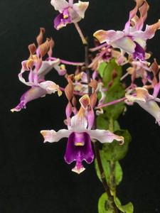 Dendrobium APEC PNG 2018