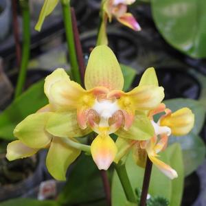 Phalaenopsis Yaphon Perbalm