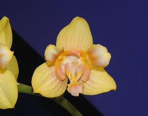 Phalaenopsis Yaphon Perbalm