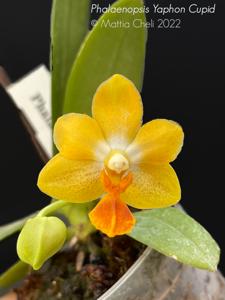 Phalaenopsis Yaphon Cupid