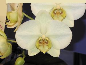 Phalaenopsis Taisuco Berylline