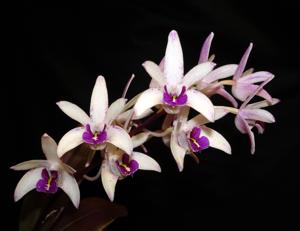 Dendrobium Sundaani Special