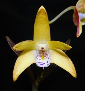 Dendrobium Sundaani Special