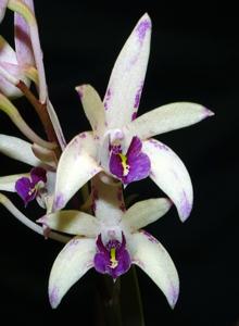 Dendrobium Sundaani Special