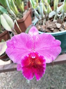 Cattleya Durban Rose