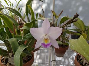 Caulaelia Ann's Snowflake