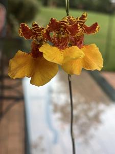 Gomettia Memoria Christa Erdmann