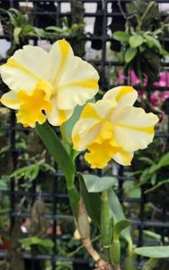 Rhyncattleanthe Candy House