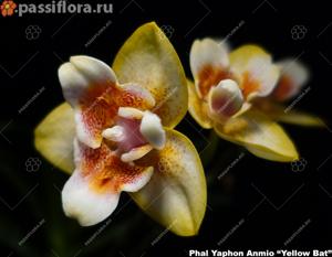 Phalaenopsis ANMIO Yellow Bat