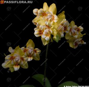 Phalaenopsis ANMIO Yellow Bat