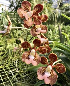 Vanda Peter Swenson