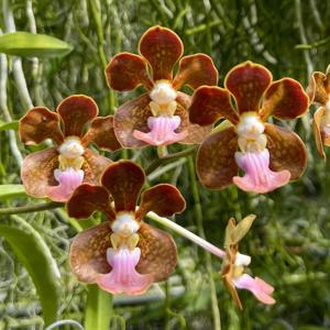 Vanda Peter Swenson