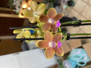 Phalaenopsis I-Hsin Golden Tangerine Ice