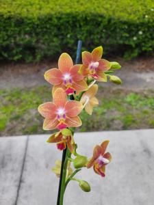 Phalaenopsis I-Hsin Golden Tangerine Ice