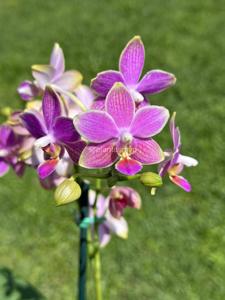 Phalaenopsis I-Hsin Golden Tangerine Ice