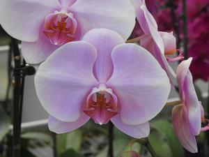 Phalaenopsis Yi-Li Donuts