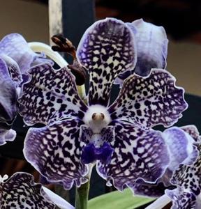 Vanda Rinka