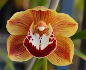 Cymbidium Hazel Fire