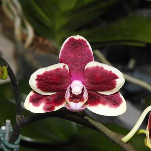 Phalaenopsis Miki Little Fox