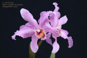 Laeliocattleya Graf's Pink Tiger