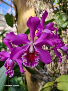 Laeliocattleya Graf's Pink Tiger