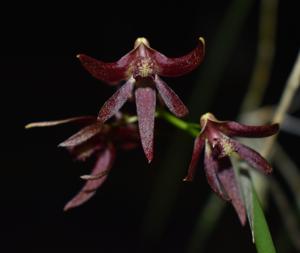 Dendrobium Lynne's Red