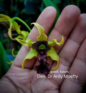 Dendrobium Dr Ardy Moefty