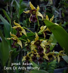 Dendrobium Dr Ardy Moefty