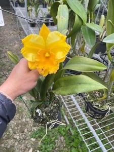 Rhyncholaeliocattleya Hua Young Gold