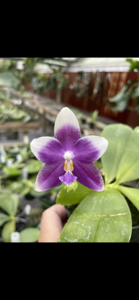 Phalaenopsis YangYang Blue Liuli