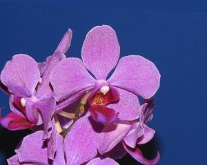 Rhynchonopsis Kdares Purple Butterfly