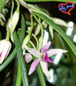 Leptotes Pat Thurtle