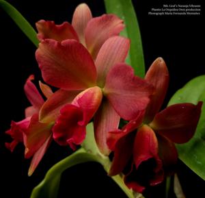 Rhyncattleanthe Graf's Naranja Vibrante