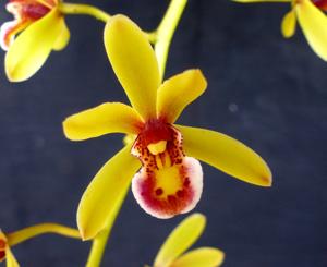 <i>Cymbidium</i> Beagle Voyage